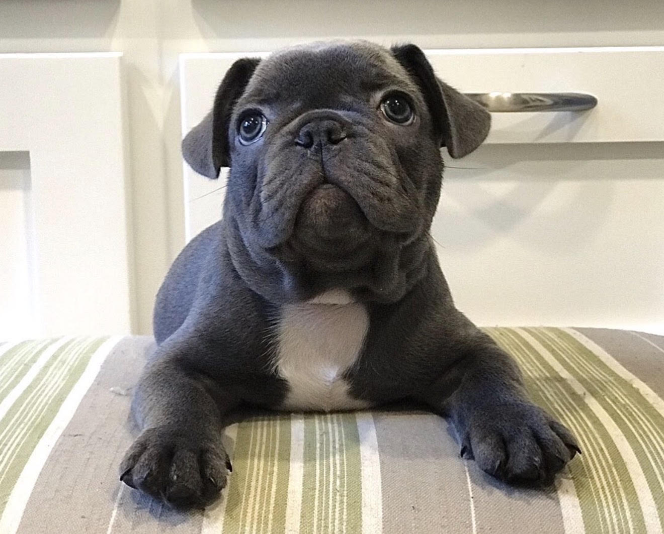 BlueCoat French Bulldog gallery thirteen