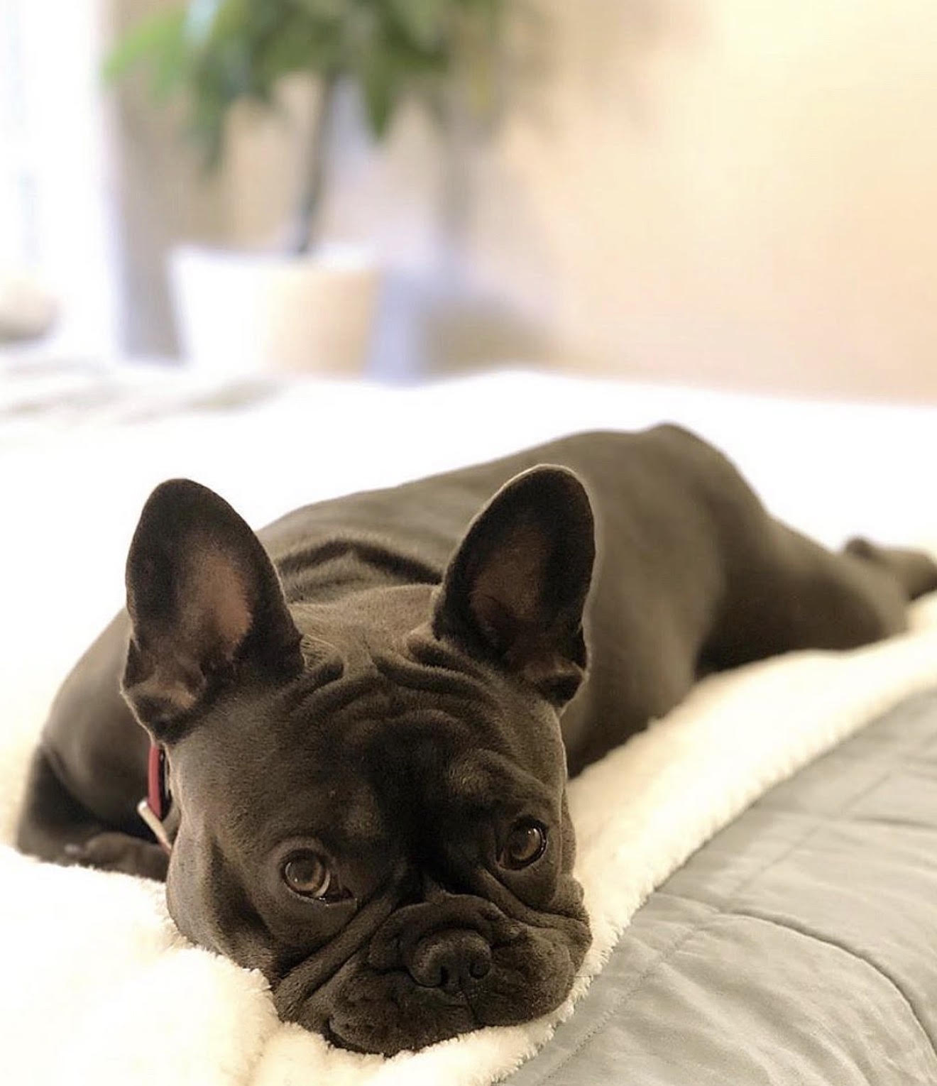 BlueCoat French Bulldog gallery fourteen 