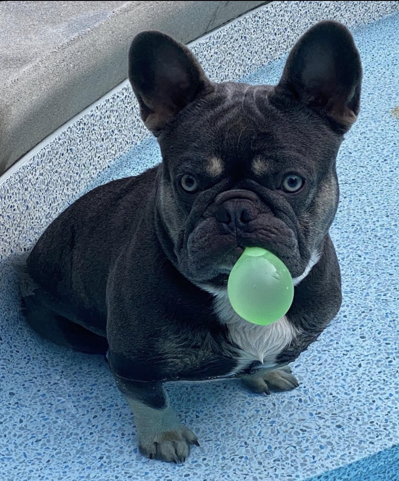 BlueCoat French Bulldog gallery fifteen 