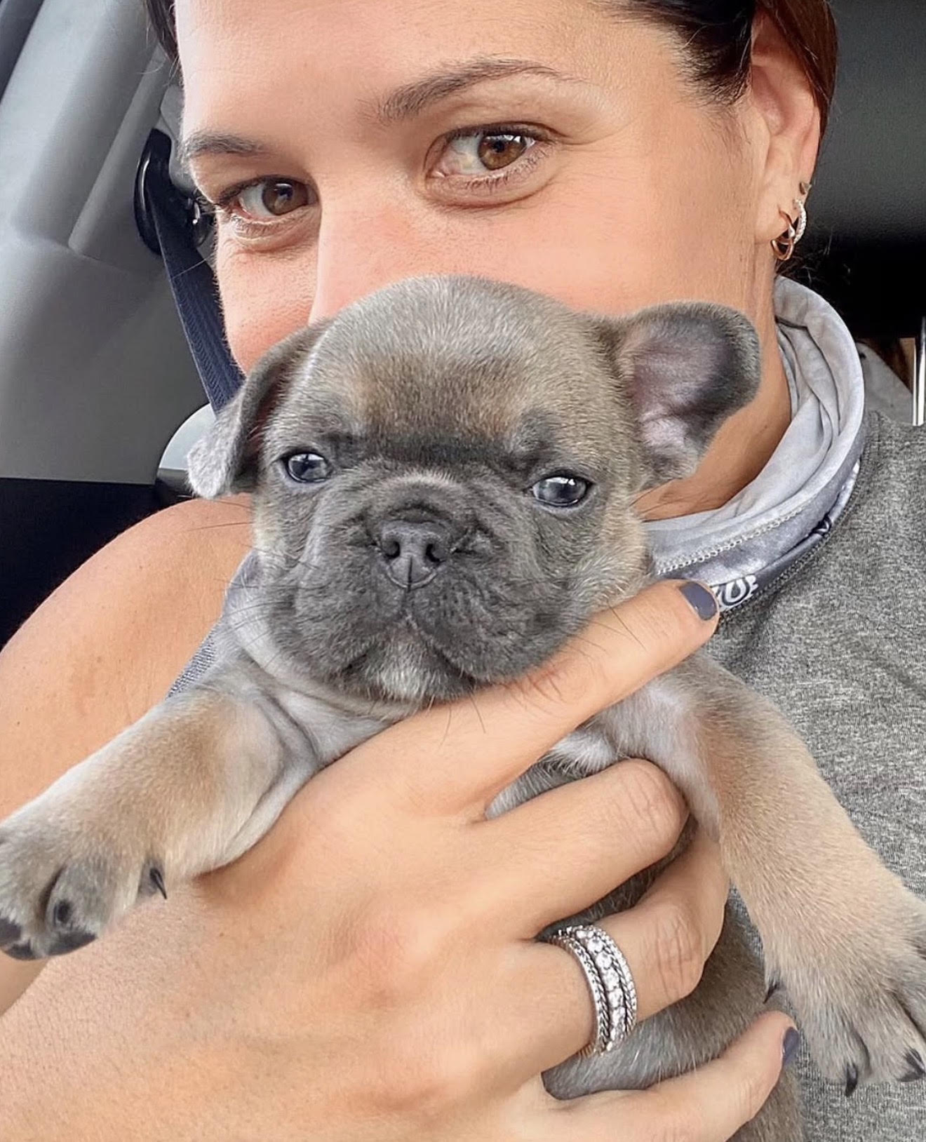 BlueCoat French Bulldog gallery sixteen