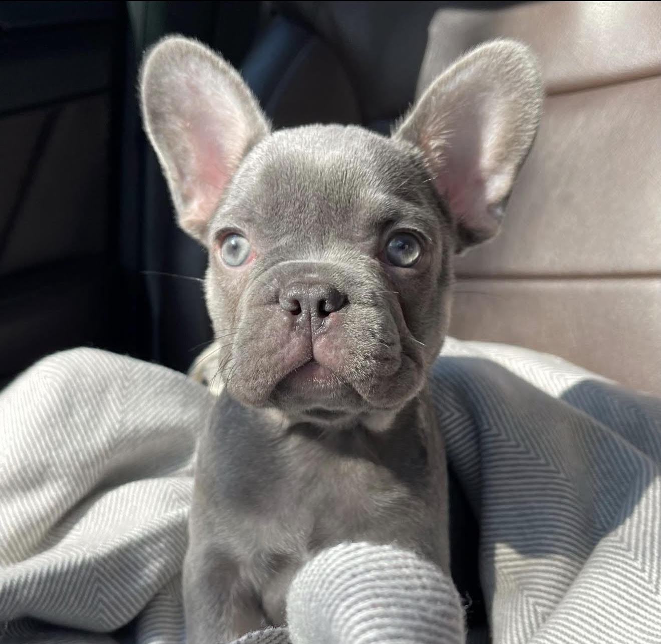 BlueCoat French Bulldog gallery seventeen