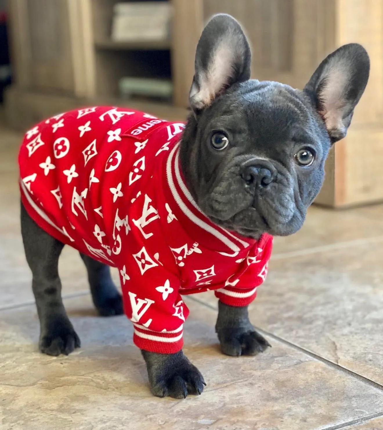 BlueCoat French Bulldog gallery  nineteen