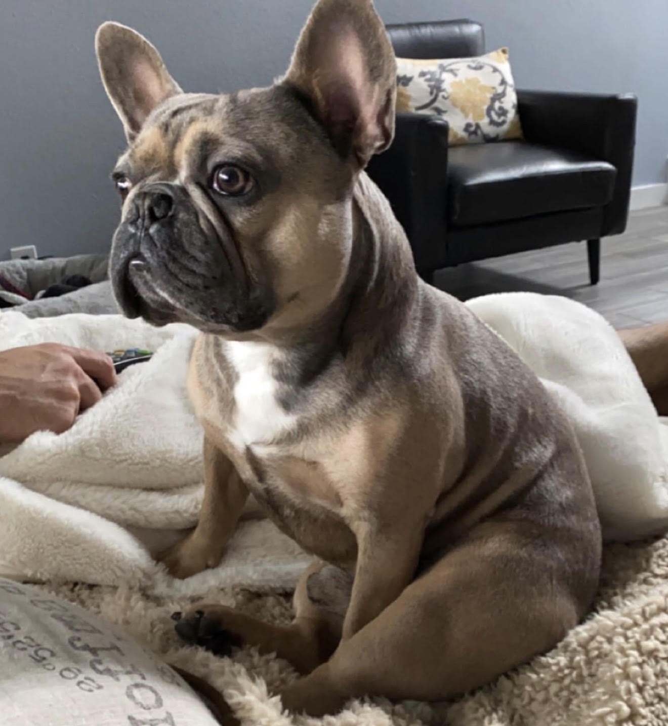 BlueCoat French Bulldog gallery twentythree