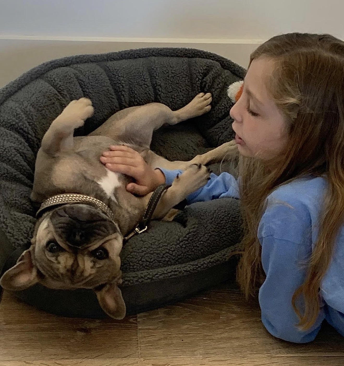 BlueCoat French Bulldog gallery twentyfive
