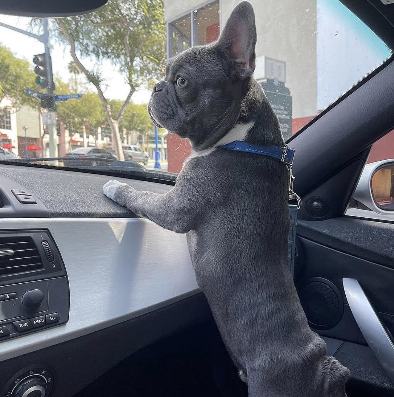 BlueCoat French Bulldog gallery four
