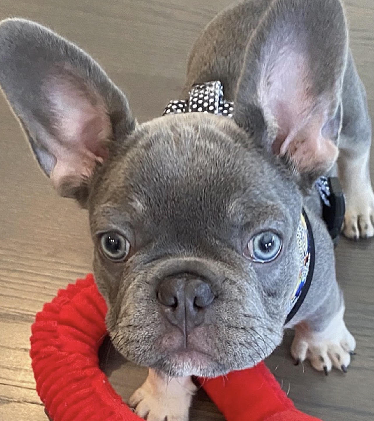 BlueCoat French Bulldog gallery five