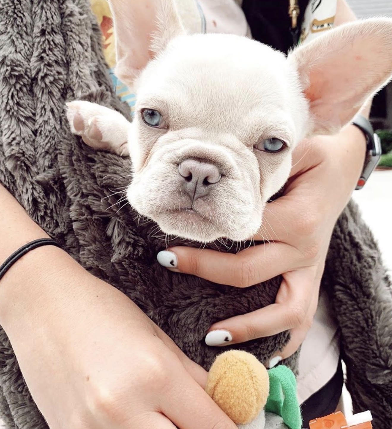 BlueCoat French Bulldog gallery six