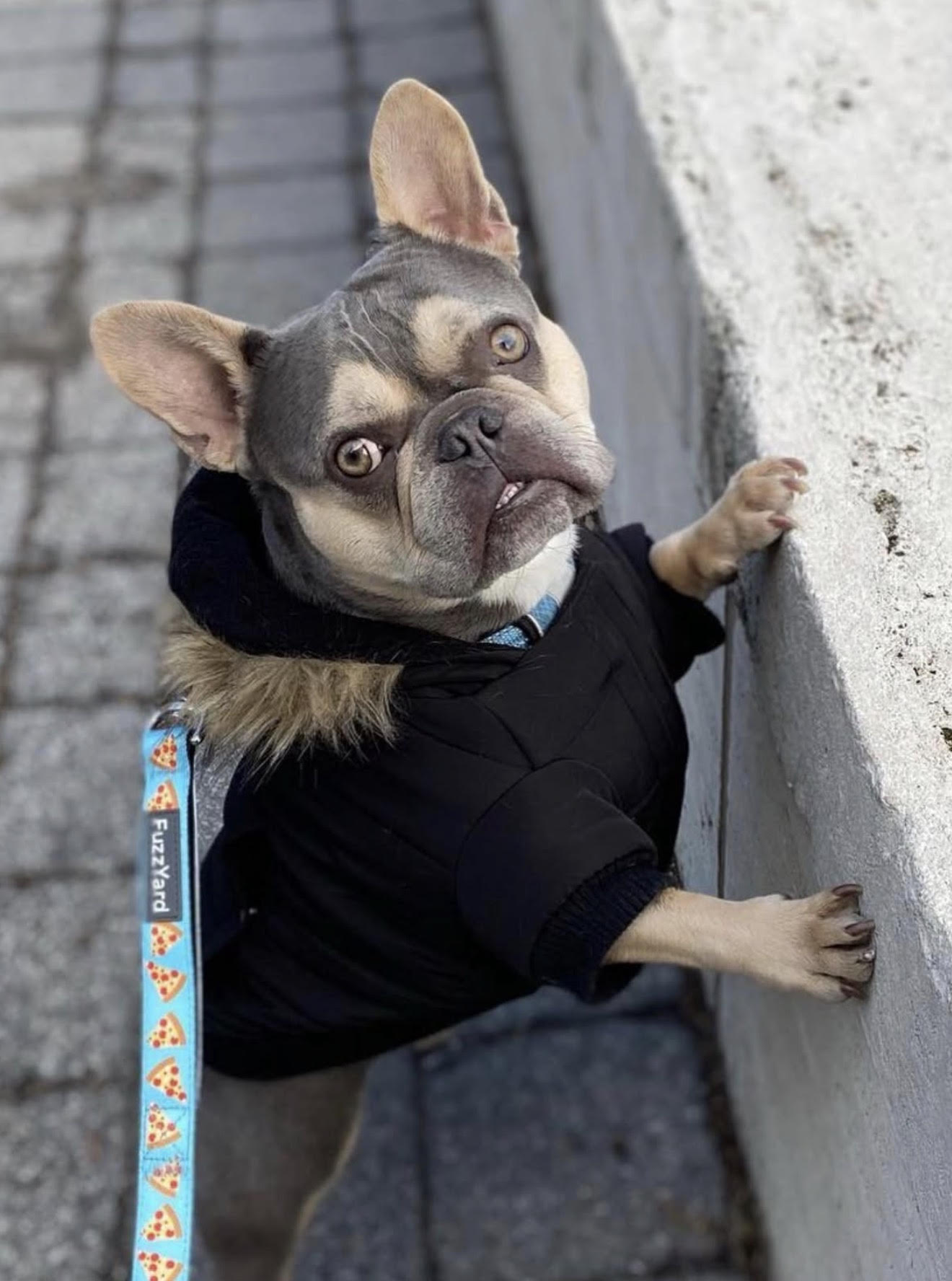 BlueCoat French Bulldog gallery seven