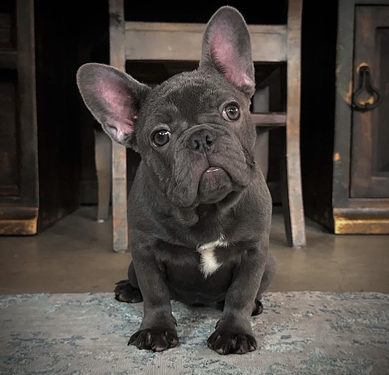 BlueCoat puppy reservation