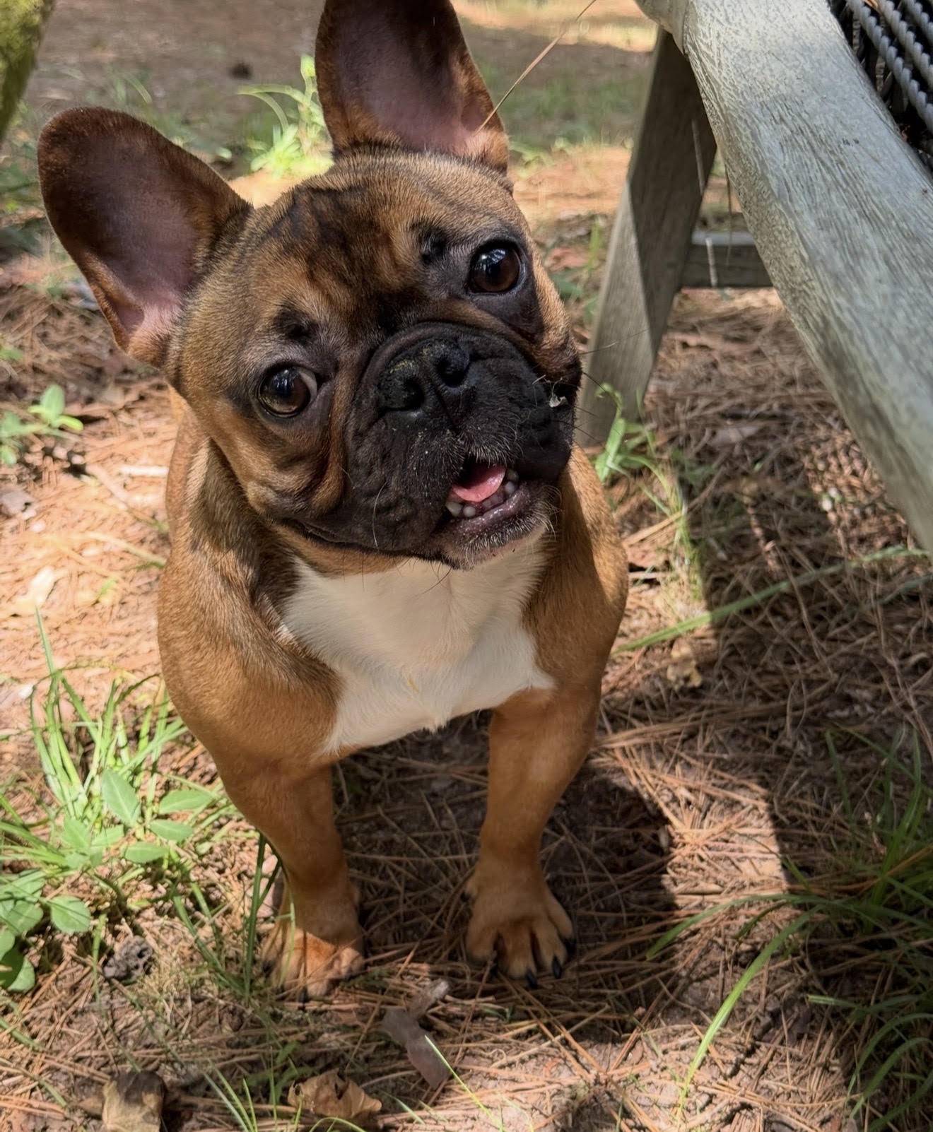 Available BlueCoat puppy