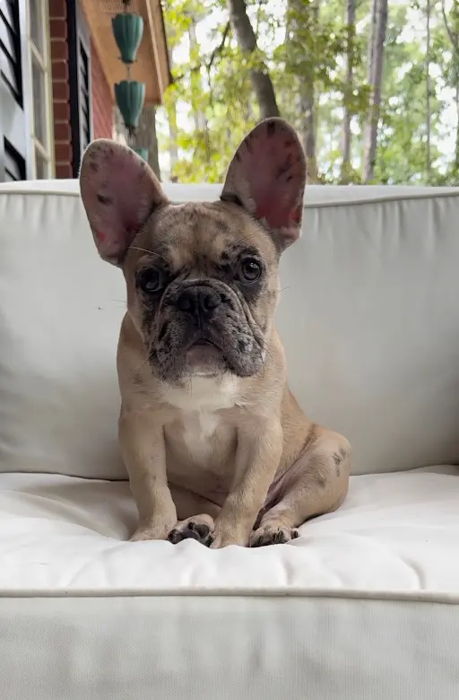 Ellie
