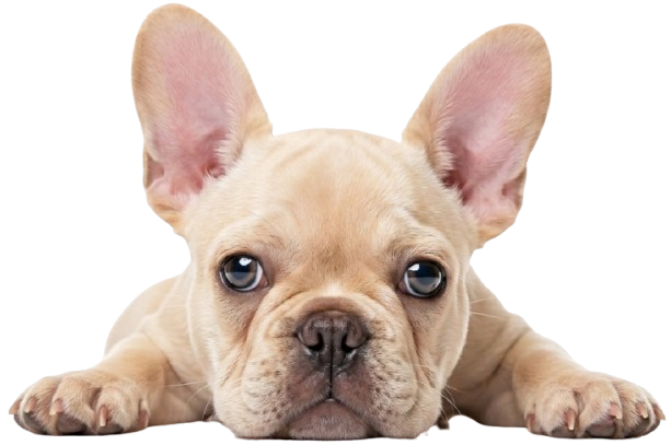 French Bulldog puppy lying down at the front of the banner