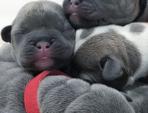 Available French Bulldog puppies from BlueCoat French Bulldog in Texas-healthy, AKC-registered, ready for loving homes.