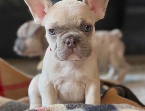 French Bulldog puppy BlueCoat Texas