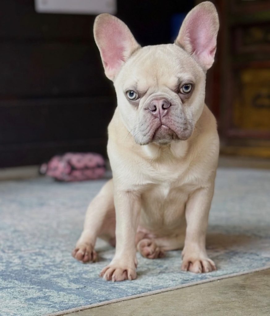Healthy French Bulldog puppy available for reservation in Texas. Blue merle French Bulldog puppy with striking coat pattern
