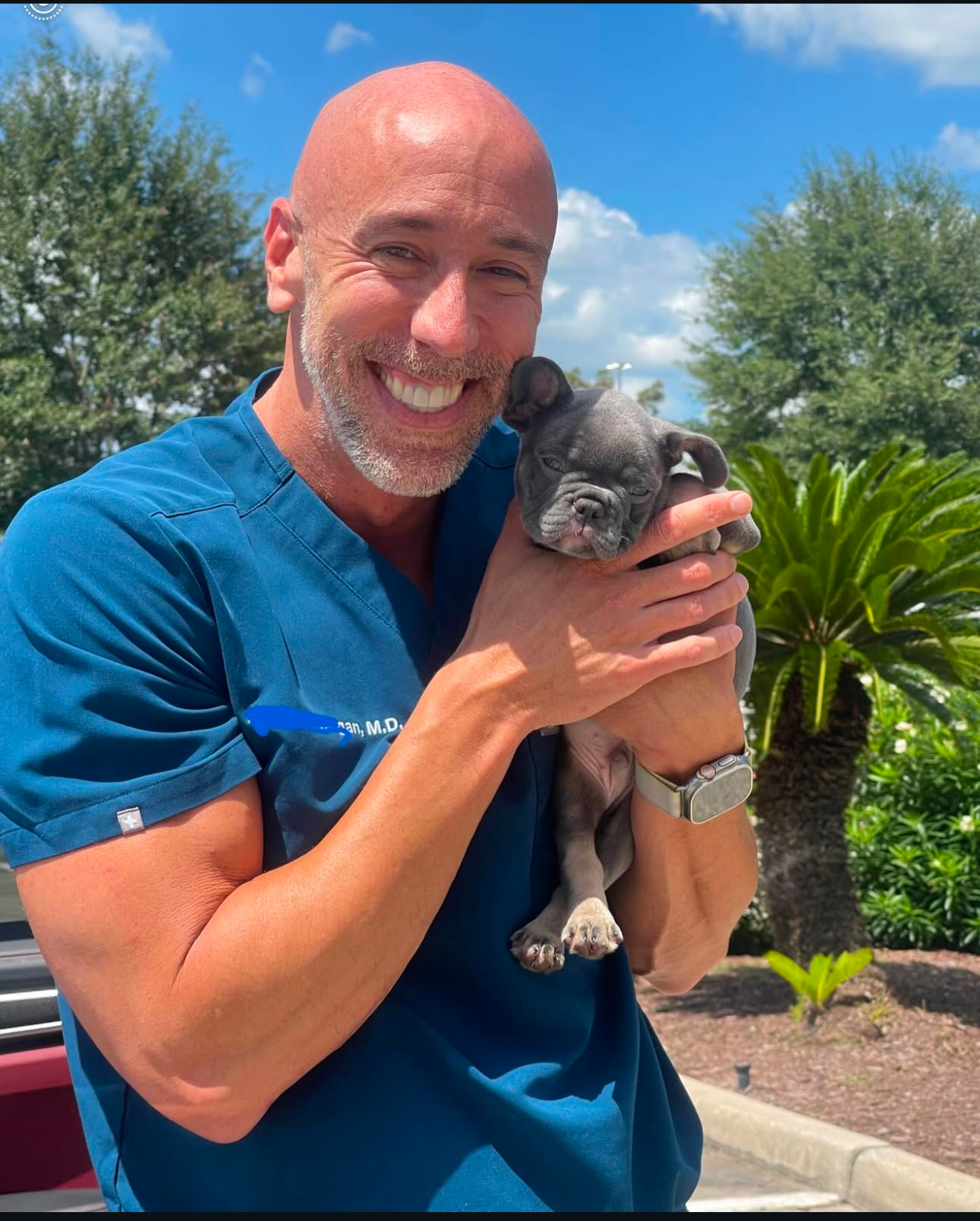 Blue merle French Bulldog puppy available for nationwide delivery.