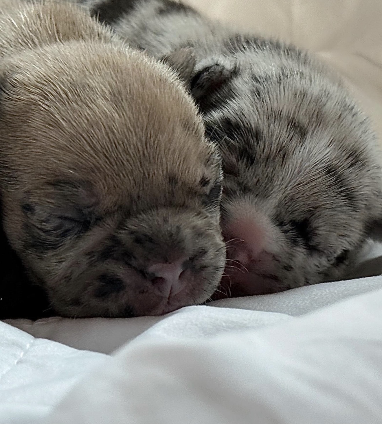 Blue French Bulldog puppy playing outdoors on a Texas ranch.
French Bulldog puppy with excellent structure and temperament.