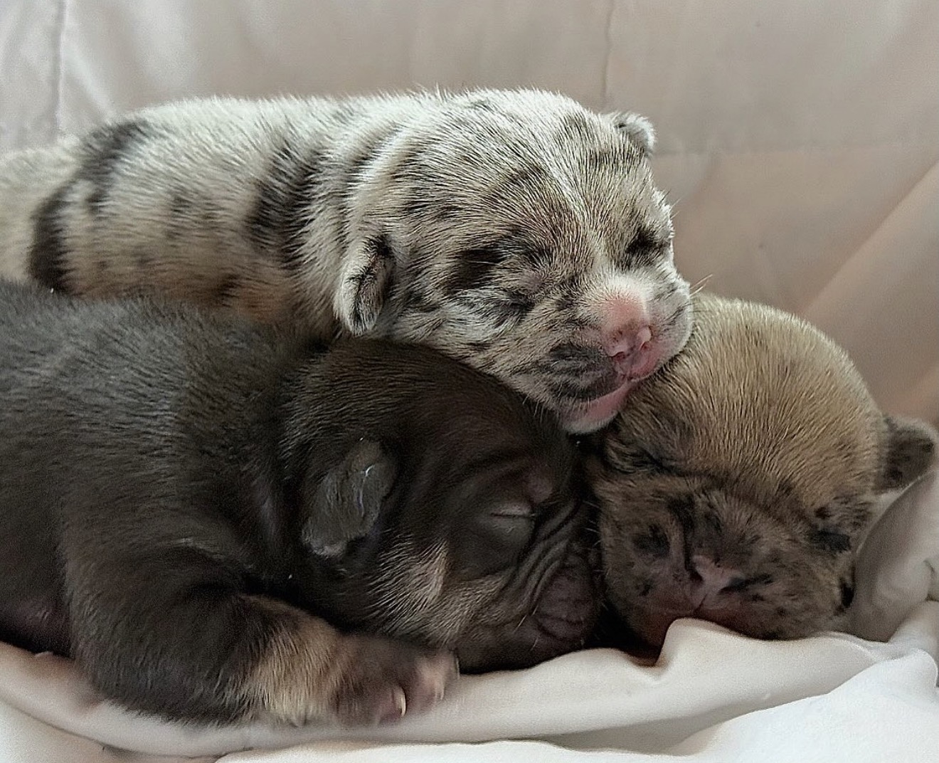 AKC registered French Bulldog puppy from health tested parents.
BlueCoat French Bulldogs puppy enjoying early socialization activities.