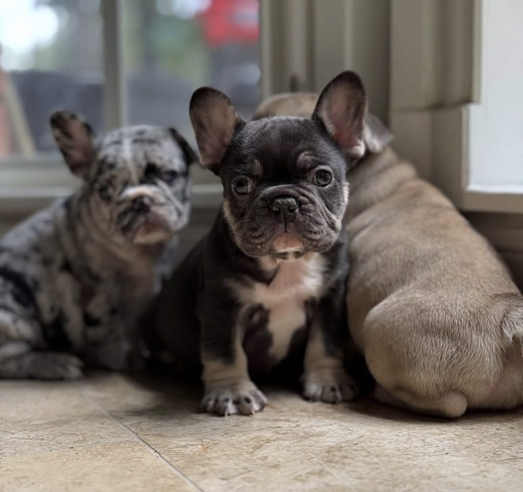 Blue merle and blue French Bulldog puppies available in Texas.