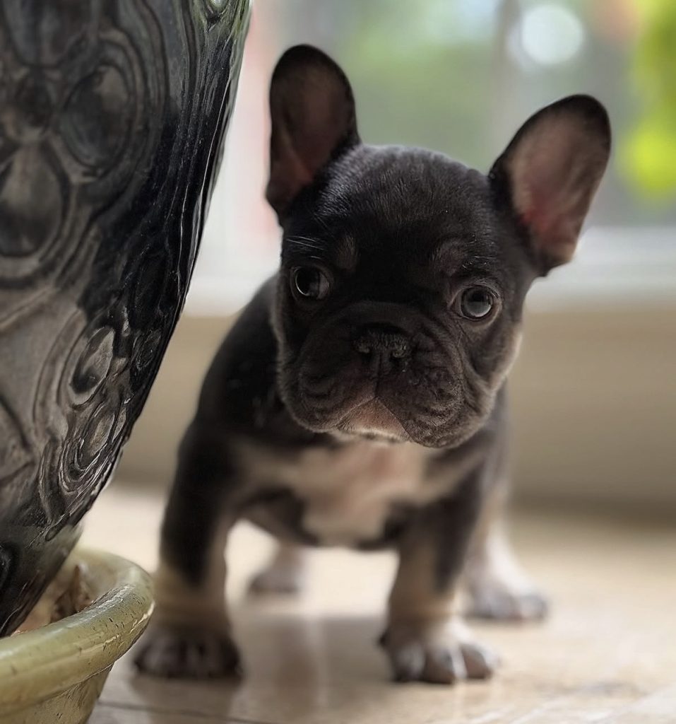 Blue French Bulldog puppy available from Texas breeder