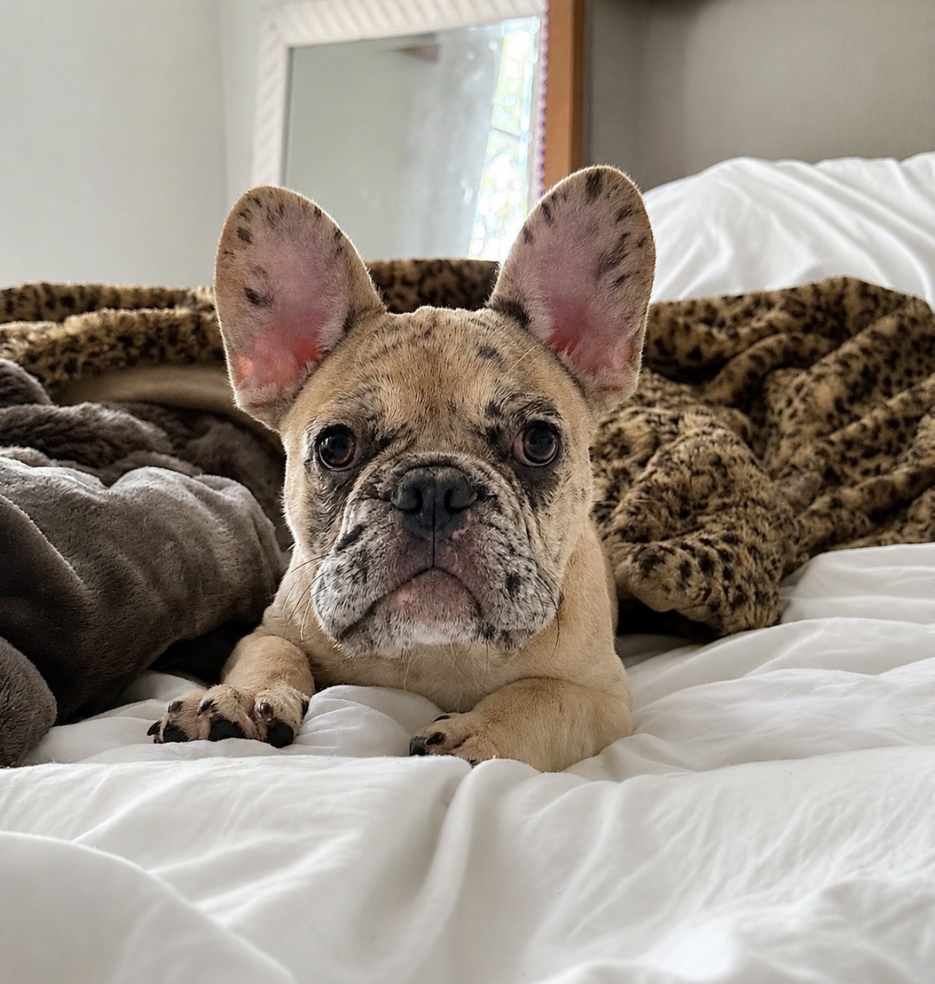 merle male puppy